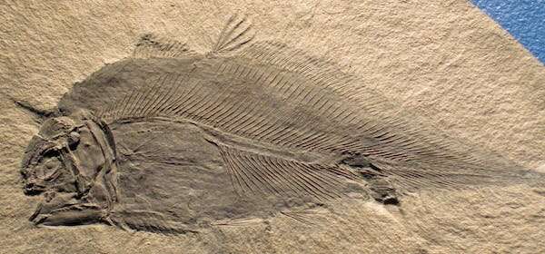 From coelacanths to crinoids: these 9 