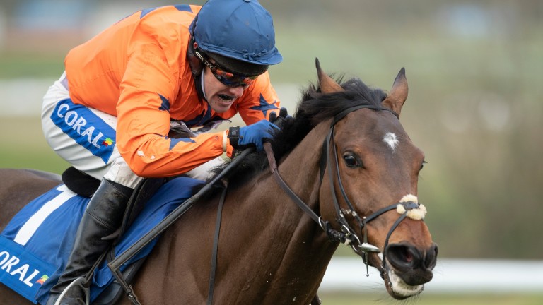 Adagio: a 5-1 shot for the Cesarewitch in Newmarket