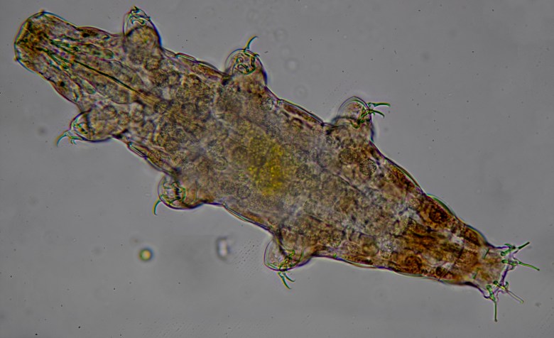 a slide image of a tardigrade, a micro animal with six legs and mouthparts