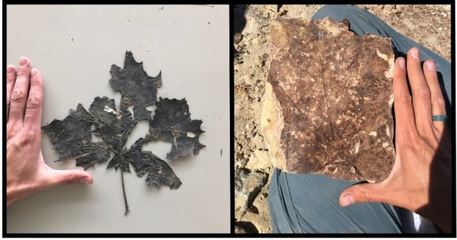 Modern leaf on the left and leaf compression fossil on the right, both showing insect damage and displayed alongside an outstretched human hand for size.